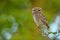 Spotted owl bird, natural, nature, wallpaper