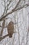 Spotted owl sitting on a bare tree banch with snow in winter - Strix occidentalis