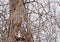 Spotted owl sitting on a bare tree branch with snow in winter, side view - Strix occidentalis