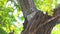 Spotted owlet Athene brama Beautiful Birds of Thailand