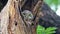 Spotted owlet Athene brama Beautiful Birds in tree hollow