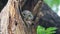 Spotted owlet Athene brama Beautiful Birds in tree hollow