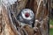 Spotted owlet Athene brama Bird in tree hollow