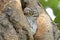 Spotted owlet Athene brama Birds sleeping in tree hollow