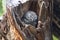 Spotted owlet Athene brama Birds Sleeping in tree hollow