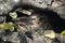 Spotted owlet Athene brama hidding in a tree hole.