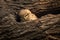 Spotted owlet or Athene brama perched on a textured dead tree trunk in his nest at keoladeo ghana national park or bharatpur