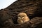 Spotted owlet or Athene brama perched on a textured dead tree trunk in his nest at keoladeo national park, bharatpur