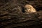 Spotted owlet or Athene brama perched on a textured dead tree trunk in his nest at keoladeo national park, bharatpur