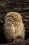 Spotted owlet or Athene brama perched on a textured dead tree trunk in his nest at keoladeo national park bharatpur bird sanctuary