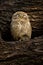 Spotted owlet or Athene brama perched on a textured dead tree trunk in his nest at keoladeo national park bharatpur bird sanctuary