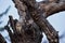 Spotted owlet or Athene brama perched on a textured dead tree trunk with sky background at jhalana forest reserve, jaipur, india