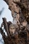 Spotted owlet or Athene brama perched on a textured dead tree trunk with sky background at jhalana forest reserve, jaipur, india