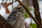 The spotted owlet,Athene brama,Spotted owlet,Bird,Southeast Asia Bird,Owlet