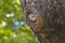 Spotted owlet Athene brama in tree hollow