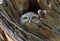 Spotted owlet Athene brama in tree hollow