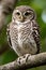 Spotted owlet (Athene cunicularia)
