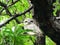 Spotted owlet portrait in bird photography