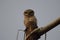 spotted owlet sitting on a pole