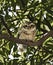 Spotted owls