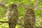 Spotted Owls