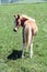 Spotted palomino foal