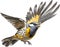 Spotted pardalote bird. Bird clipart. AI-generated.