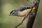 Spotted Pardalote - Pardalotus punctatus small australian bird, beautiful colors, in the forest in Australia, Tasmania