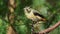 Spotted Pardalote - Pardalotus punctatus small australian bird, beautiful colors, in the forest in Australia, Tasmania. Yellow spo