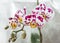 Spotted phalaenopsis