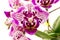 Spotted Phalaenopsis Orchid flower closeup