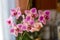 Spotted Phalaenopsis orchids. Beautiful white orchid with pink spots.