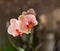 Spotted Phalaenopsis orchids. Beautiful white orchid with pink spots. Space for text