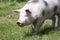 Spotted pietrain breed pig head shot at animal farm on pasture