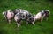 Spotted pietrian breed pigs grazing at animal farm on pasture