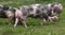 Spotted pietrian breed pigs grazing at animal farm on pasture