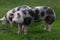 Spotted pietrian breed pigs grazing at animal farm on pasture