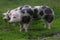 Spotted pietrian breed pigs grazing at animal farm on pasture