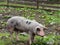 Spotted pig in mountain pasture in summer