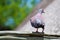 Spotted pigeon Columba guinea or African rock pigeon with typical red circles around the eyes, holding a twig in its beak.