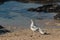 Spotted pigeon standing on beach