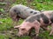 Spotted pigs on a mountain pasture