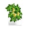 Spotted plant lemon tree in a white pot. Element of home decor. The symbol of growth and ecology.