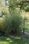 The spotted plant Miscanthus sinensis var. zebrinus grows in a flowerbed