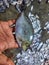 spotted rabbit fish spinefoot fish in hand HD