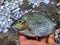 spotted rabbit fish spinefoot fish in hand HD