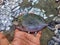spotted rabbit fish spinefoot fish in hand HD