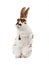Spotted rabbit isolated on a white
