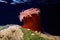 Spotted Red Anemone (Tealia lofotensis