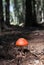 Spotted Red Capped Mushroom